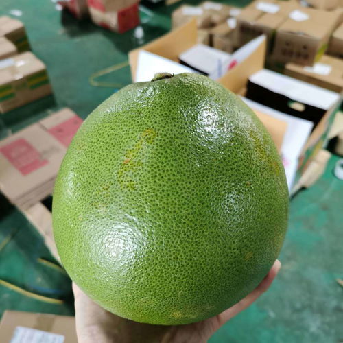 泰國青柚 白心金柚，當季鮮果的醇香誘惑
