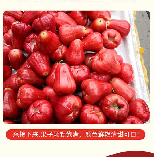熱帶珍果正當(dāng)時(shí) 泰國(guó)黑金剛蓮霧新鮮上市，孕婦與養(yǎng)生族的上選之品